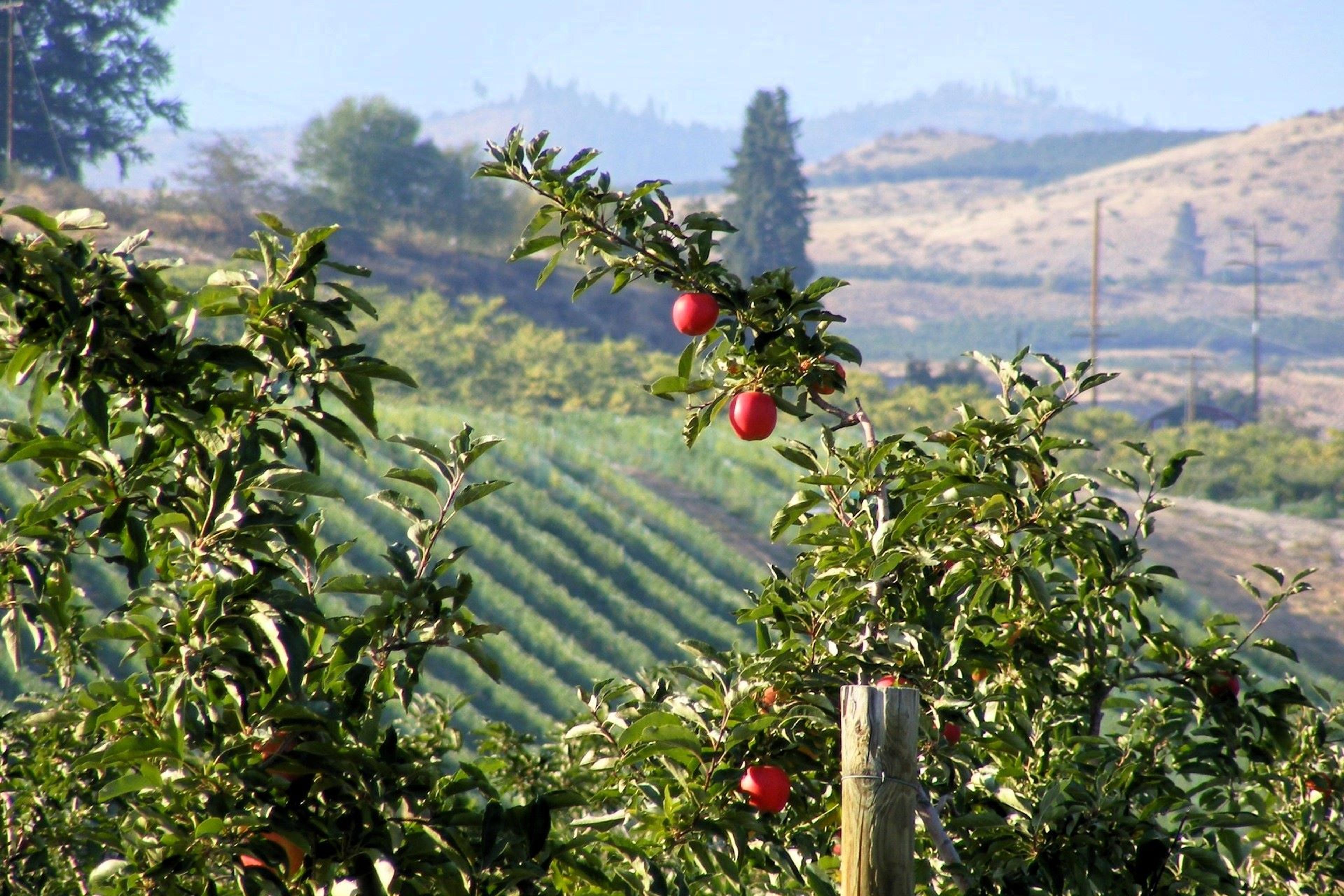 An apple orchard in Wenatchee, WA, USA