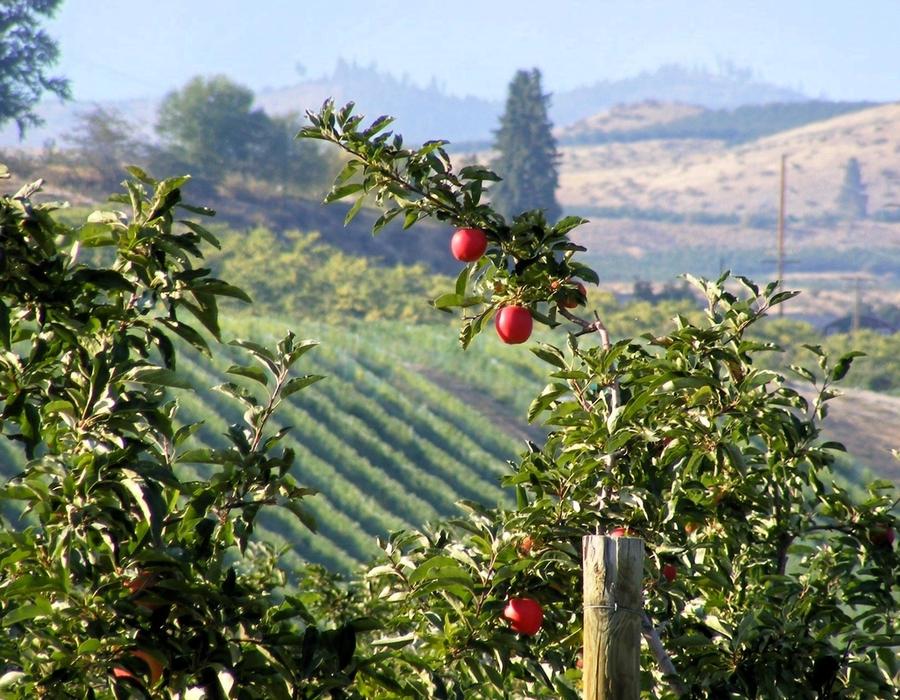 An apple orchard in Wenatchee, WA, USA