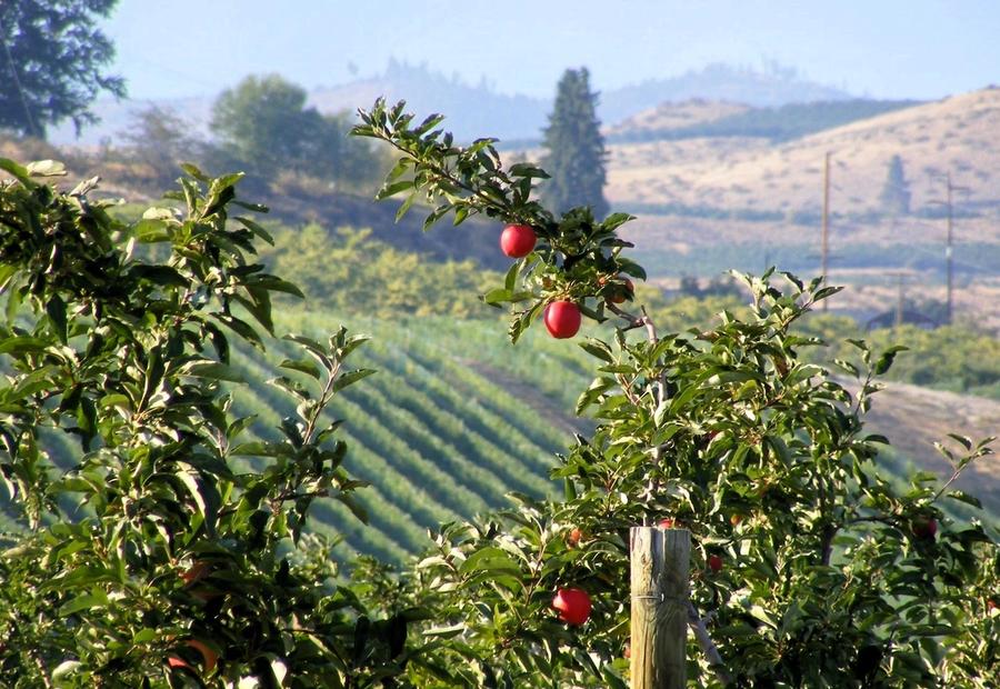 An apple orchard in Wenatchee, WA, USA
