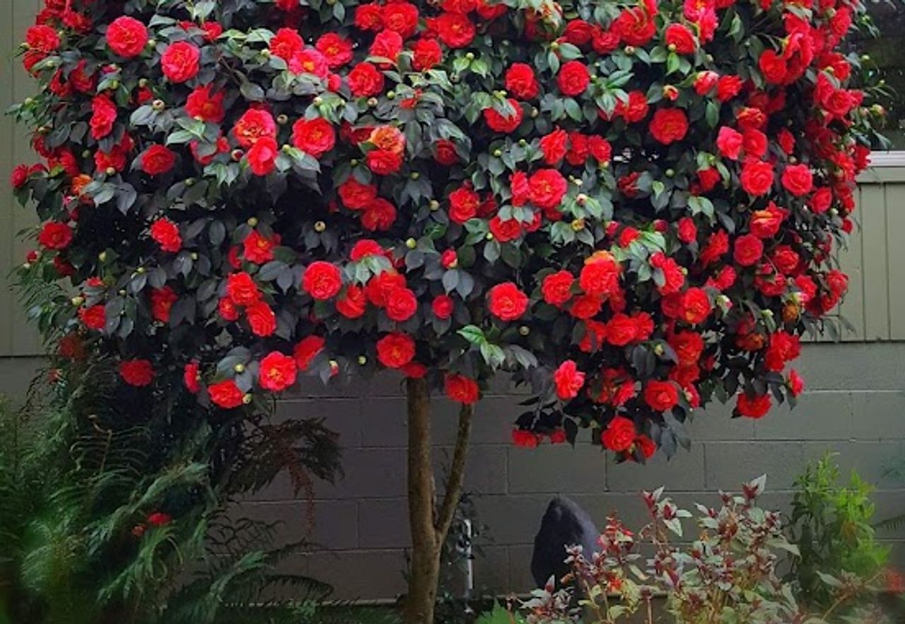 Photo of Endicott Gardens Bed & Breakfast and Spa