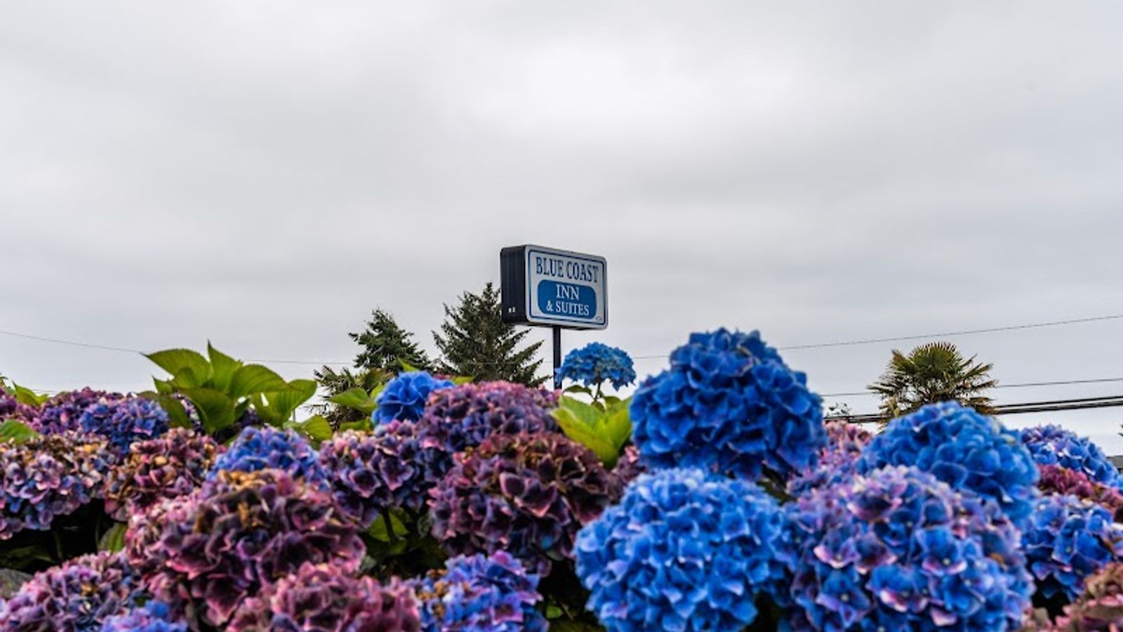 Photo of Blue Coast Inn & Suites