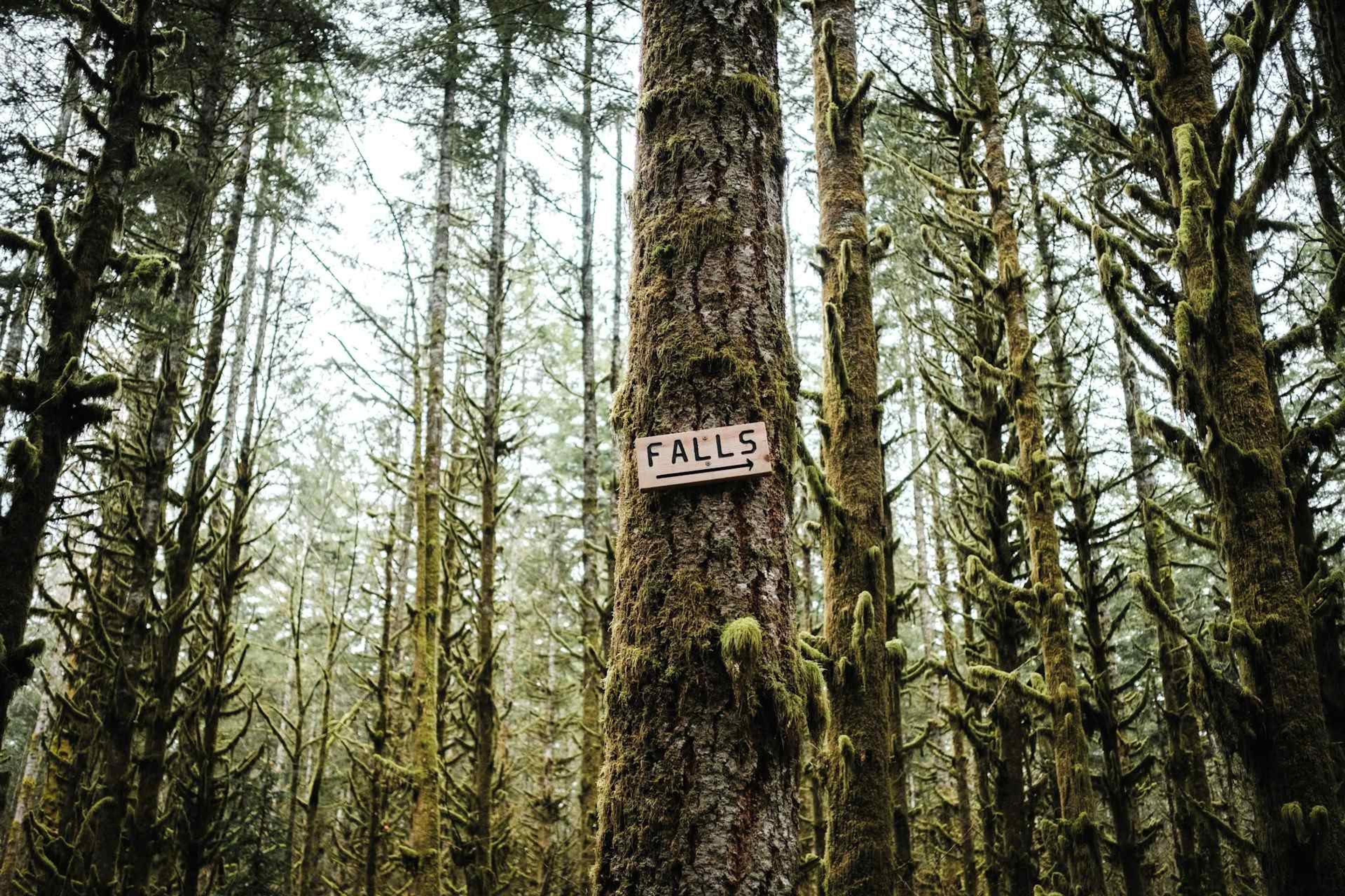 A wood sign points the way on a hike to a local waterfall near Woodinville, Washington.