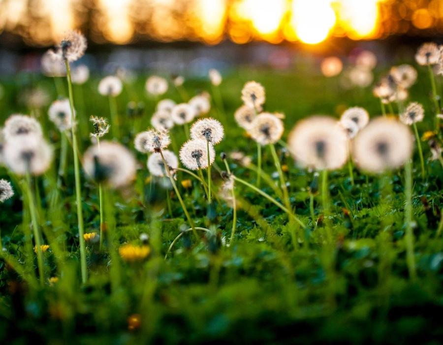 Dandelion Sunset in Rohnert Park, California, United States