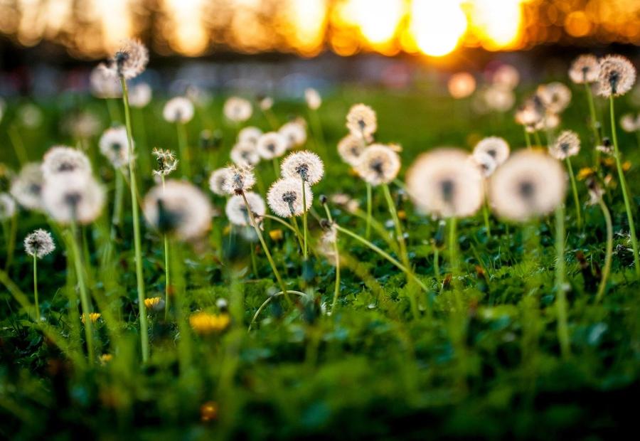 Dandelion Sunset in Rohnert Park, California, United States
