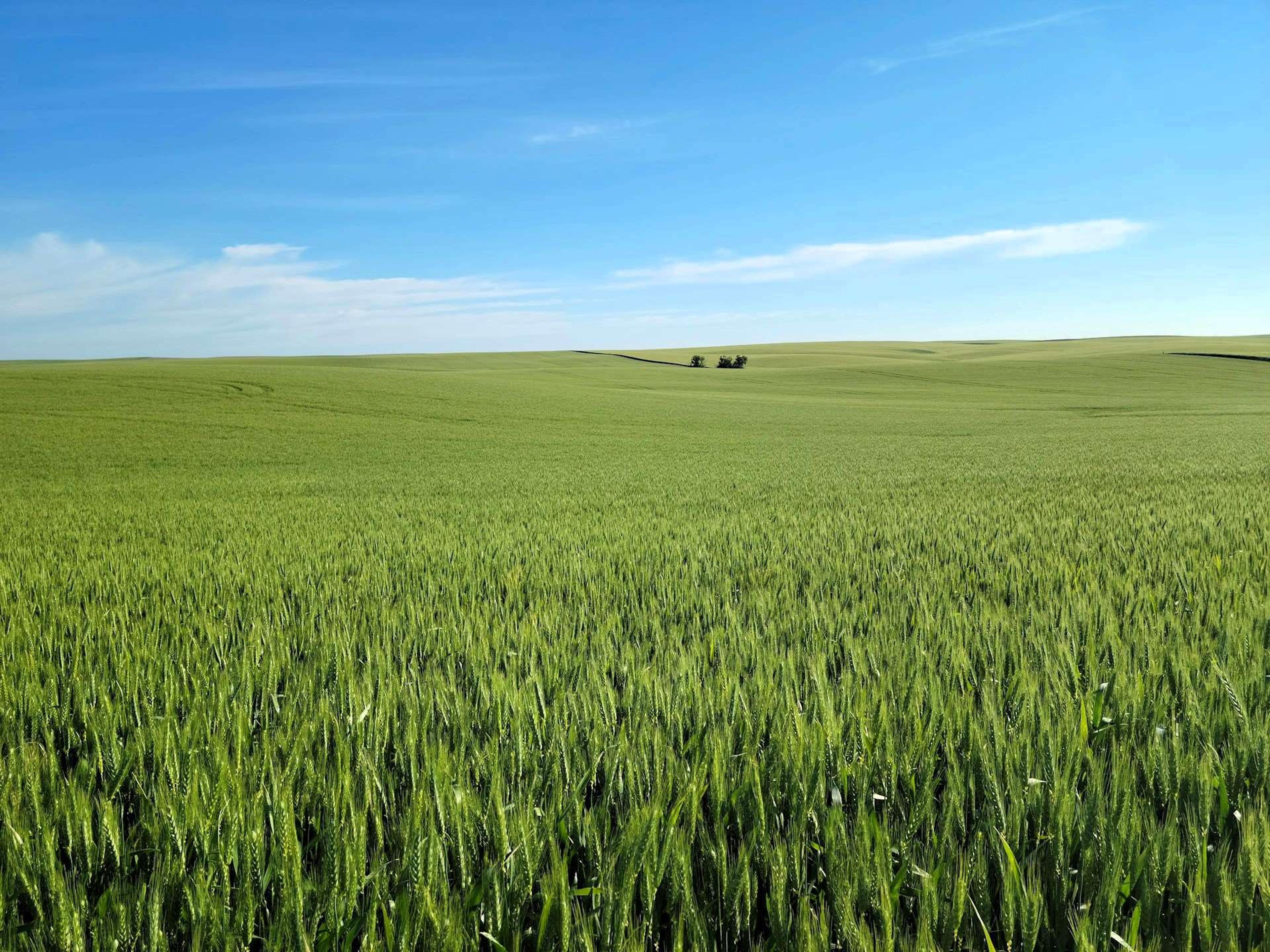 A Green Wheat Field near Pendleton in Umatilla County, OR, USA