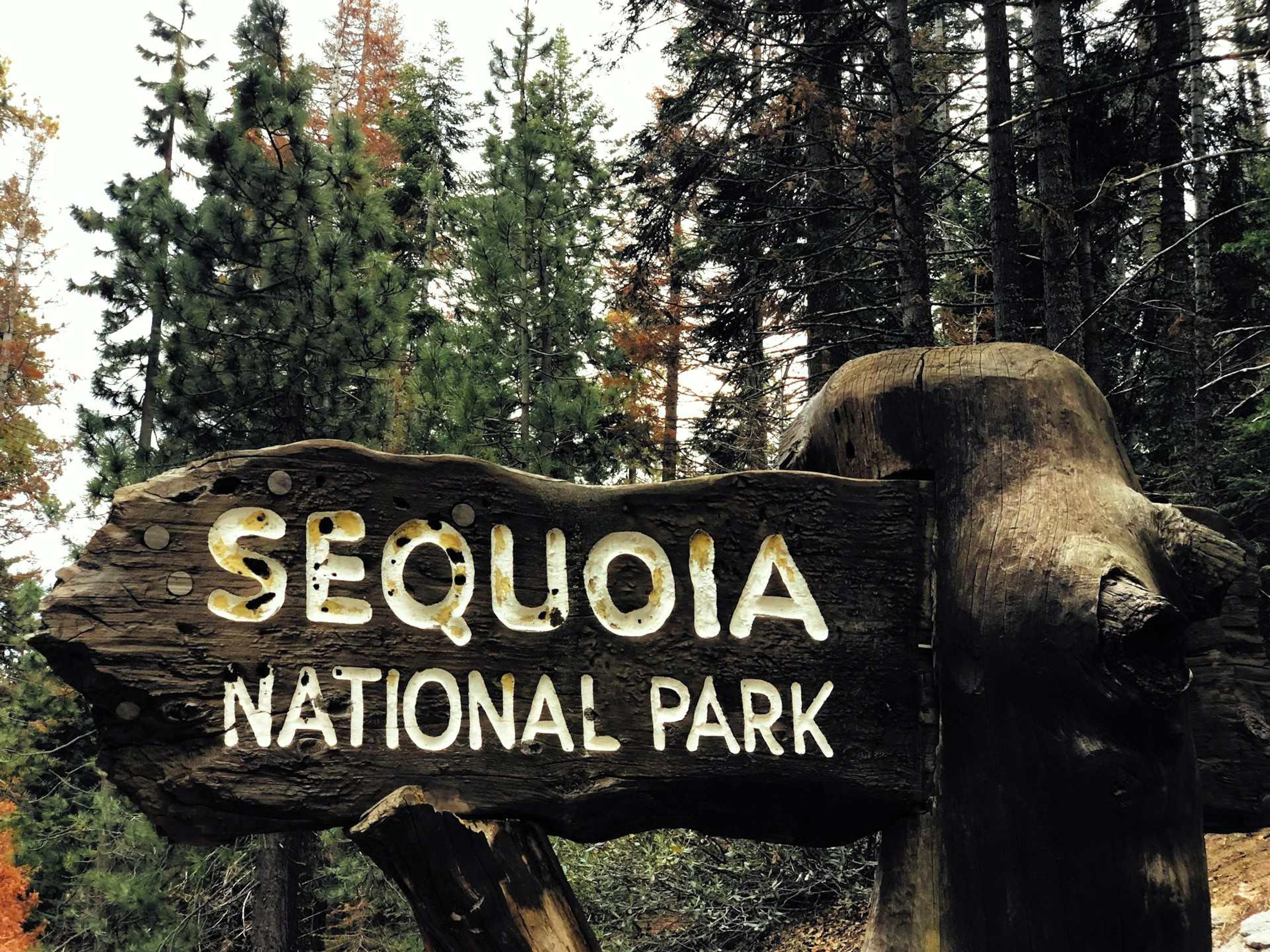 Sequoia National Park near Visalia, California, USA