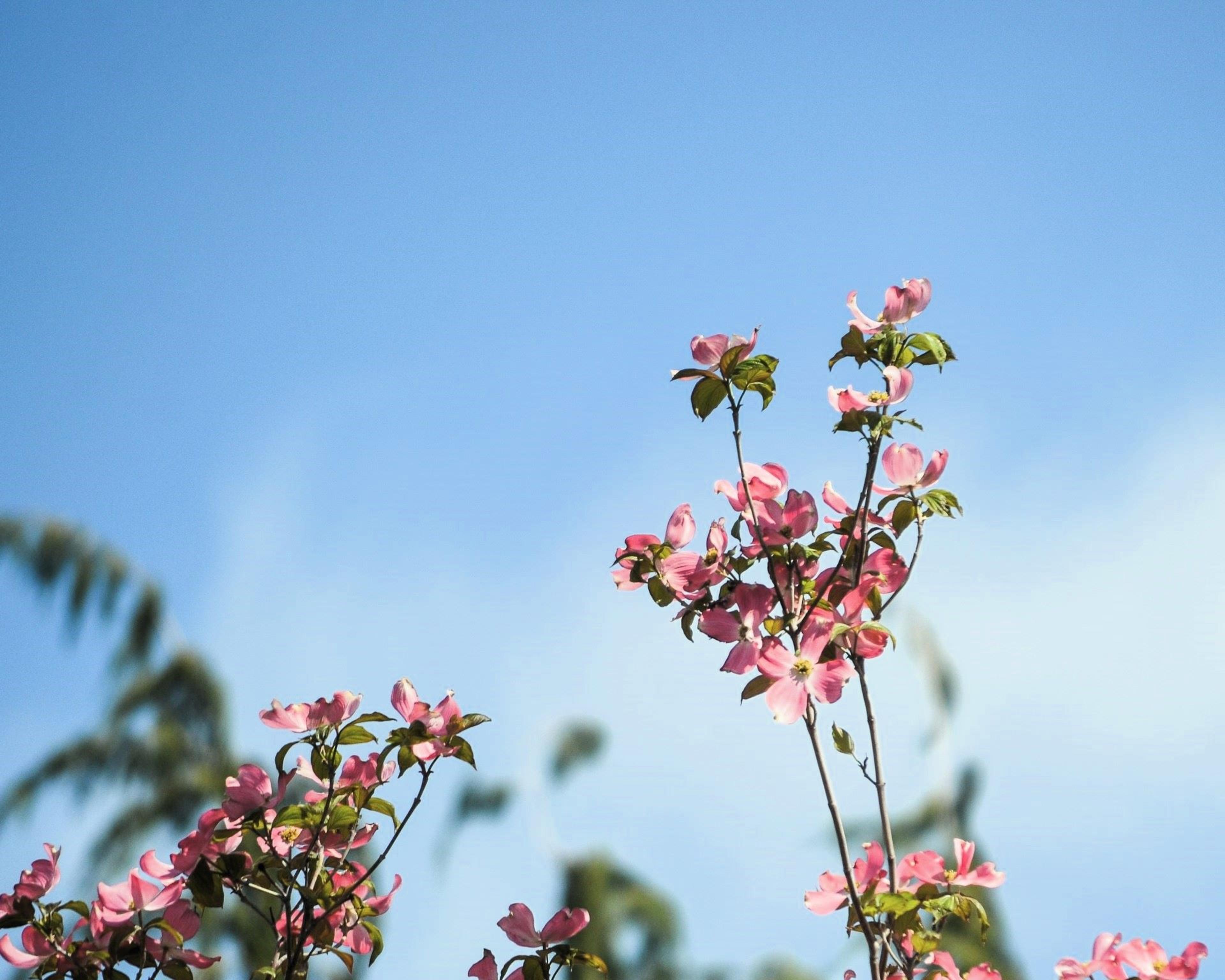 Dogwood trees in full bloom in Yakima, Washington, USA