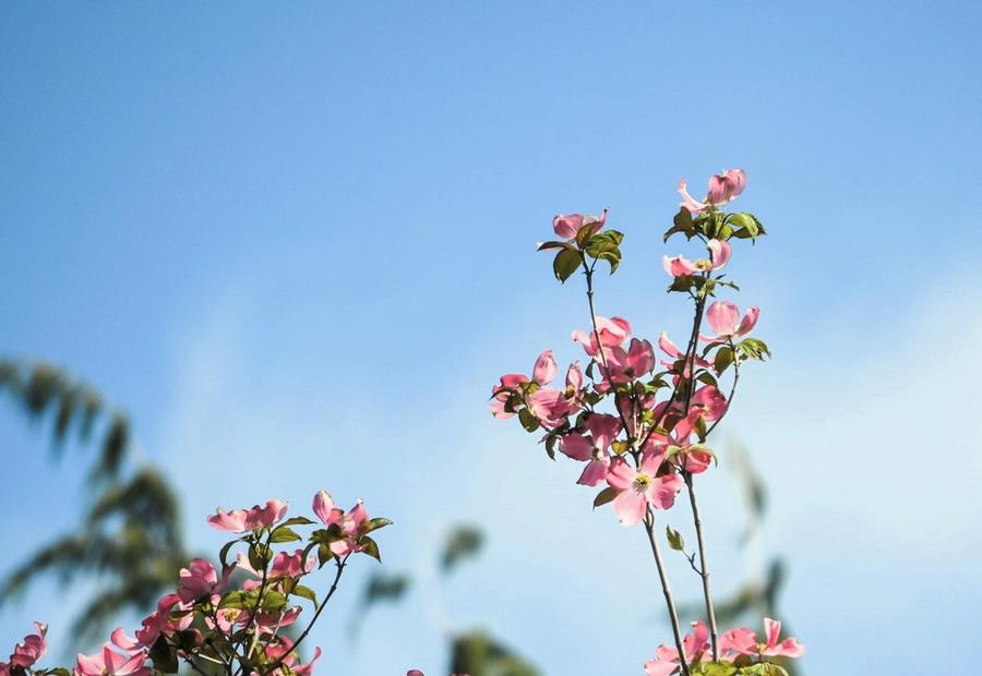 Dogwood trees in full bloom in Yakima, Washington, USA