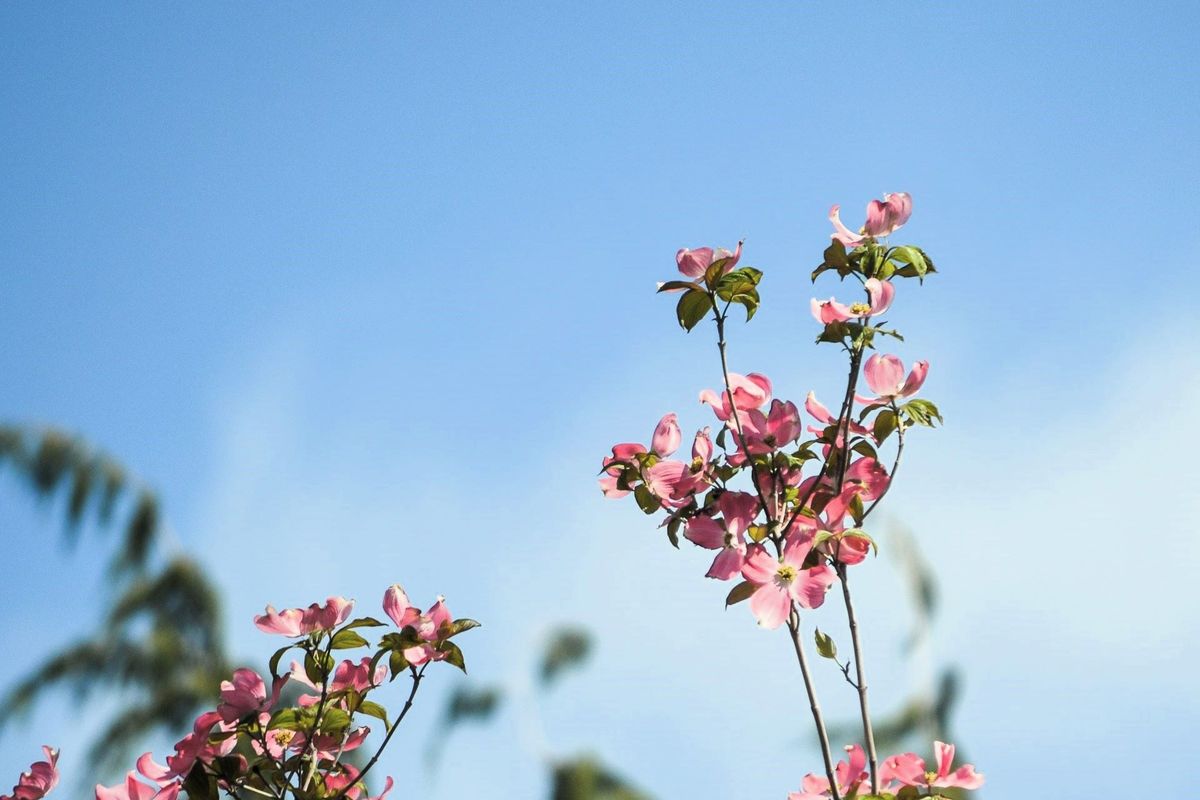 Dogwood trees in full bloom in Yakima, Washington, USA