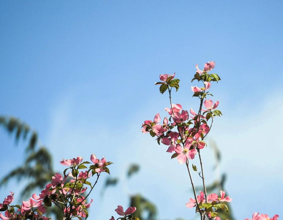 Dogwood trees in full bloom in Yakima, Washington, USA
