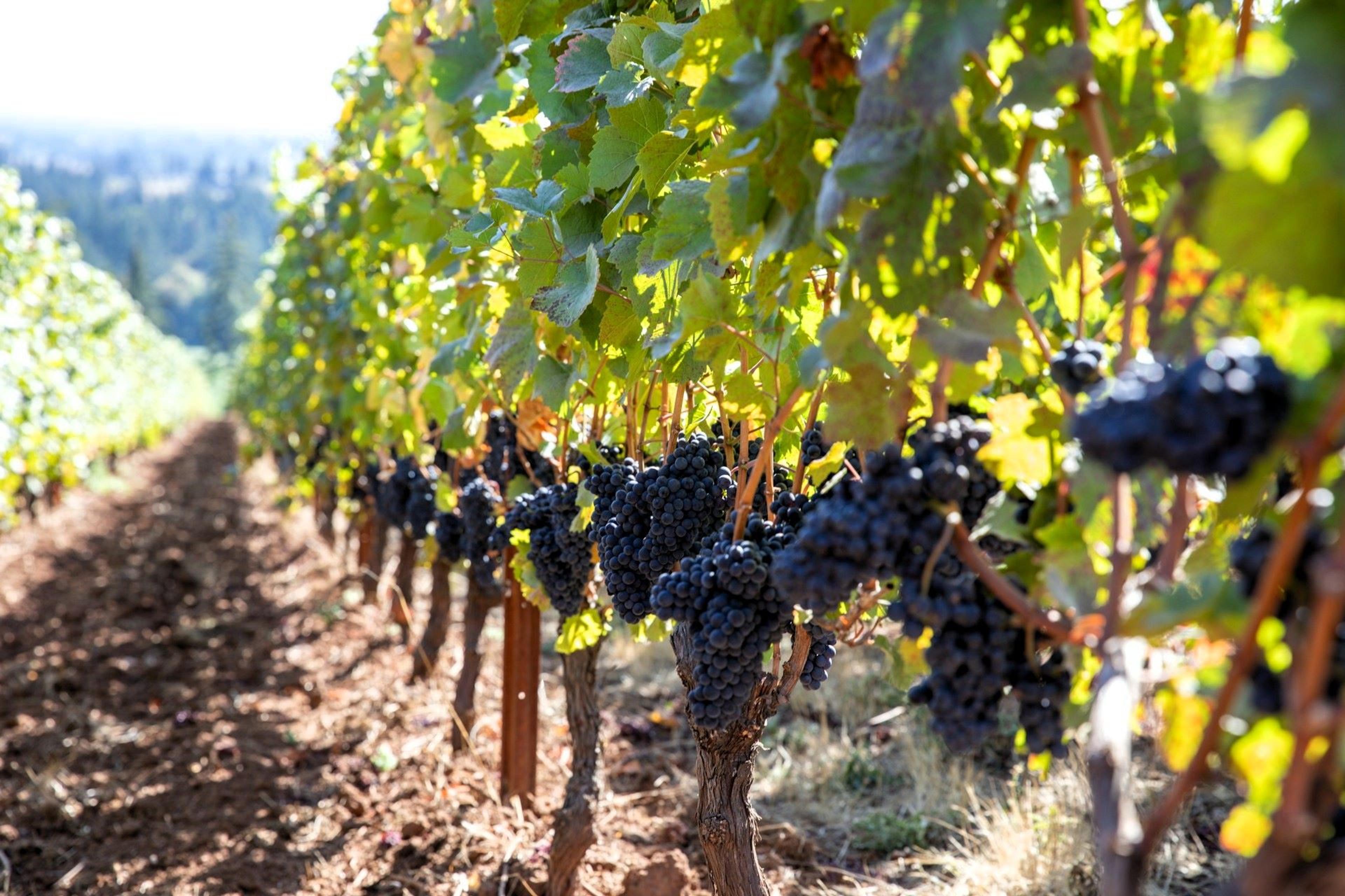 Grapes growing on a vineyard in Dundee, Oregon.