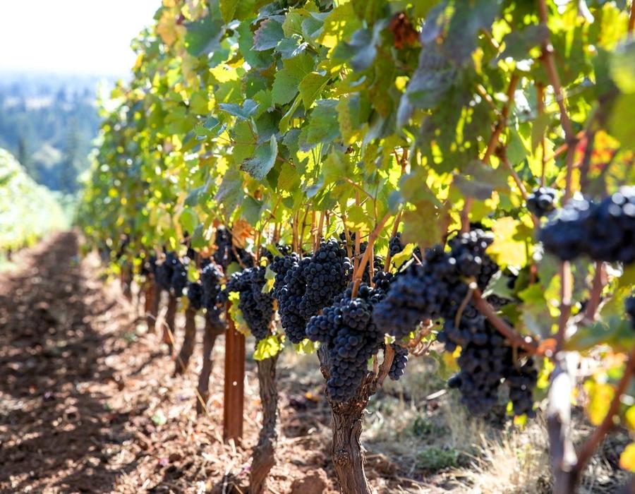 Grapes growing on a vineyard in Dundee, Oregon.