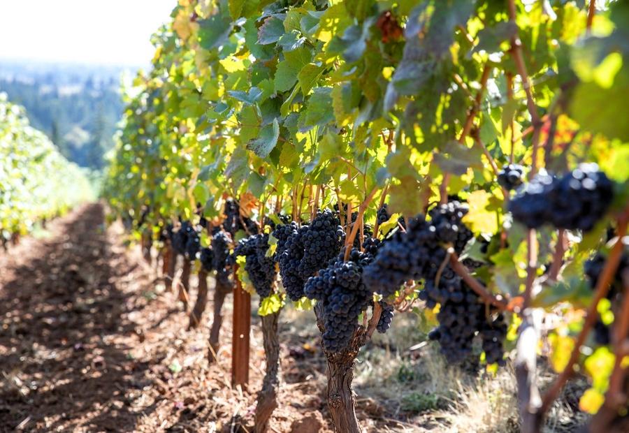 Grapes growing on a vineyard in Dundee, Oregon.