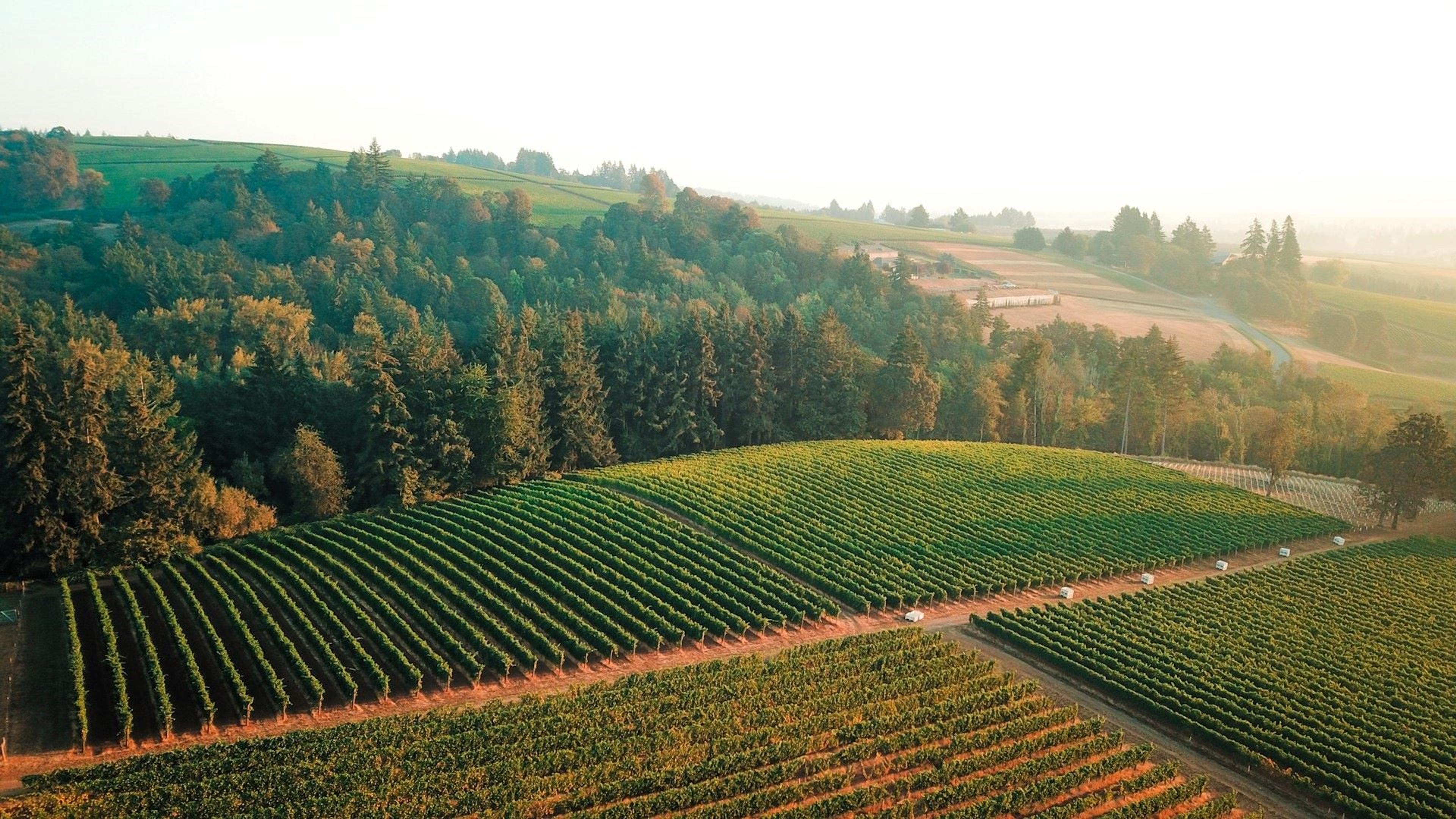 Willamette Valley vineyards on a misty morning near Carlton, Oregon