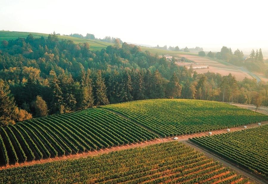 Willamette Valley vineyards on a misty morning near Carlton, Oregon