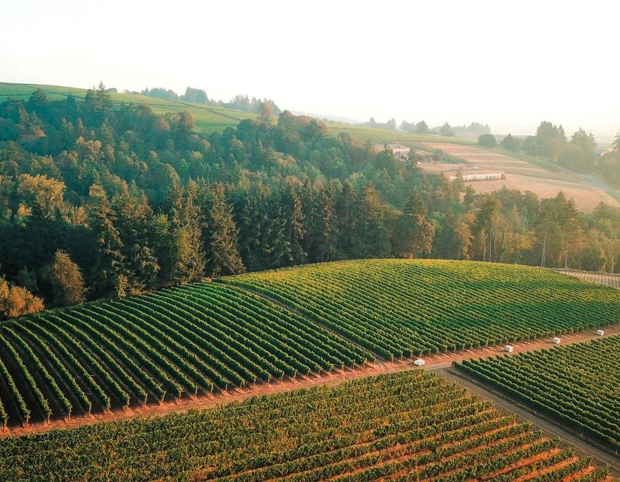 Willamette Valley vineyards on a misty morning near Carlton, Oregon