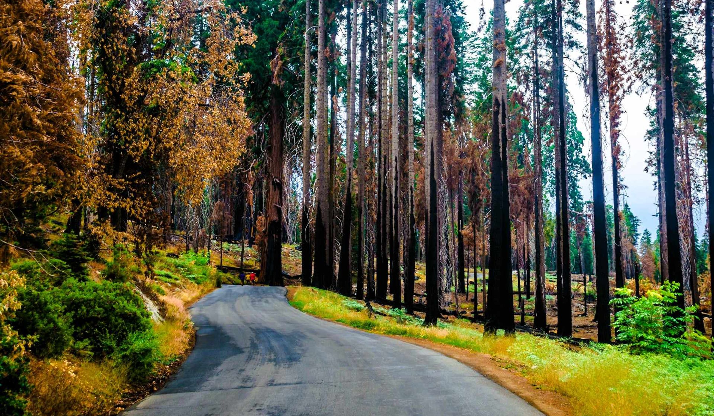 Sequoia National Park, California, USA