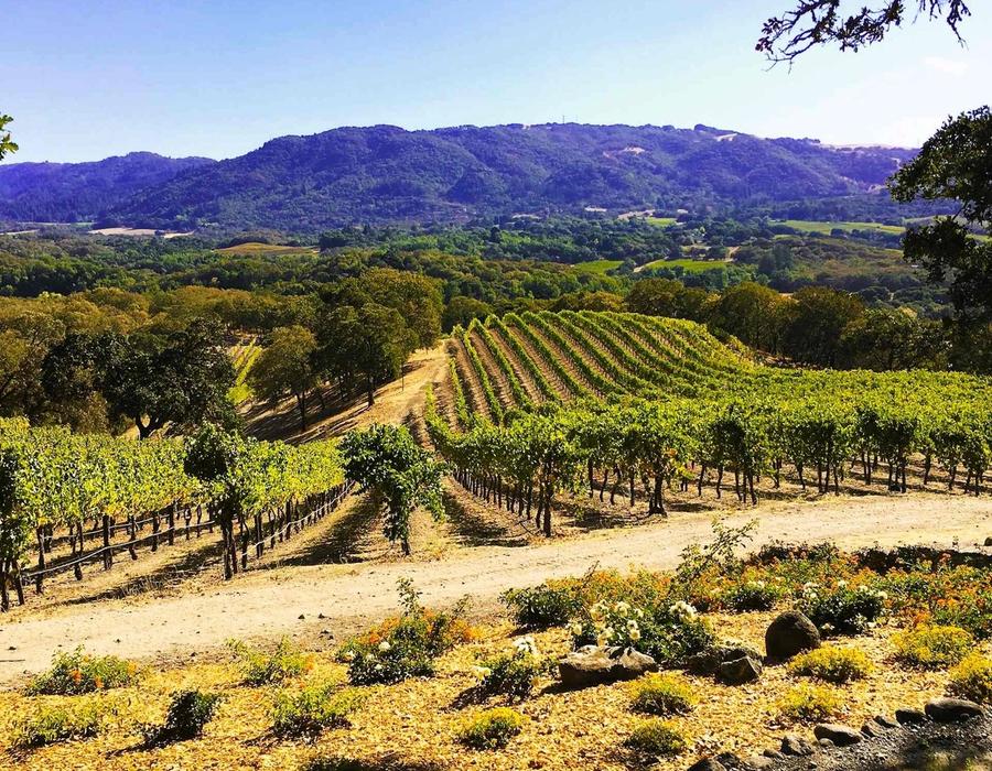 Sonoma Vineyard near Glen Ellen, California, USA