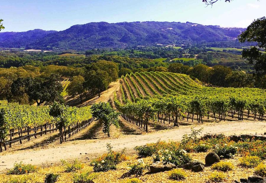 Sonoma Vineyard near Glen Ellen, California, USA