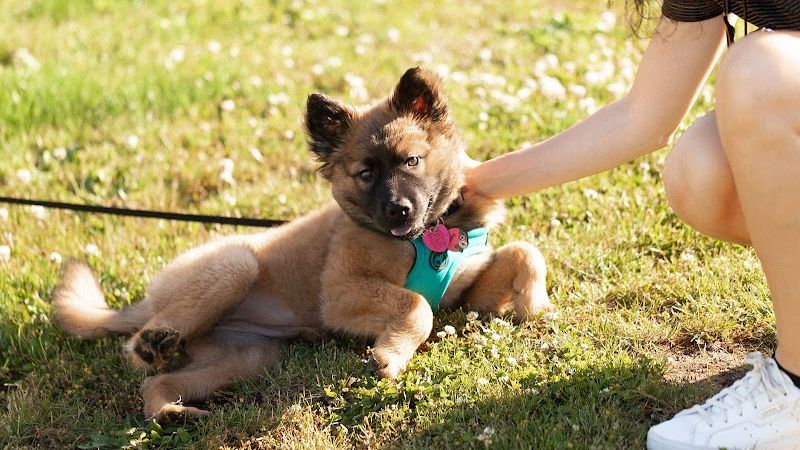 Photo of Lodges on Vashon