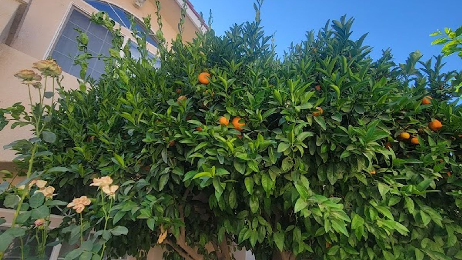 Photo of Garden Inn and Suites