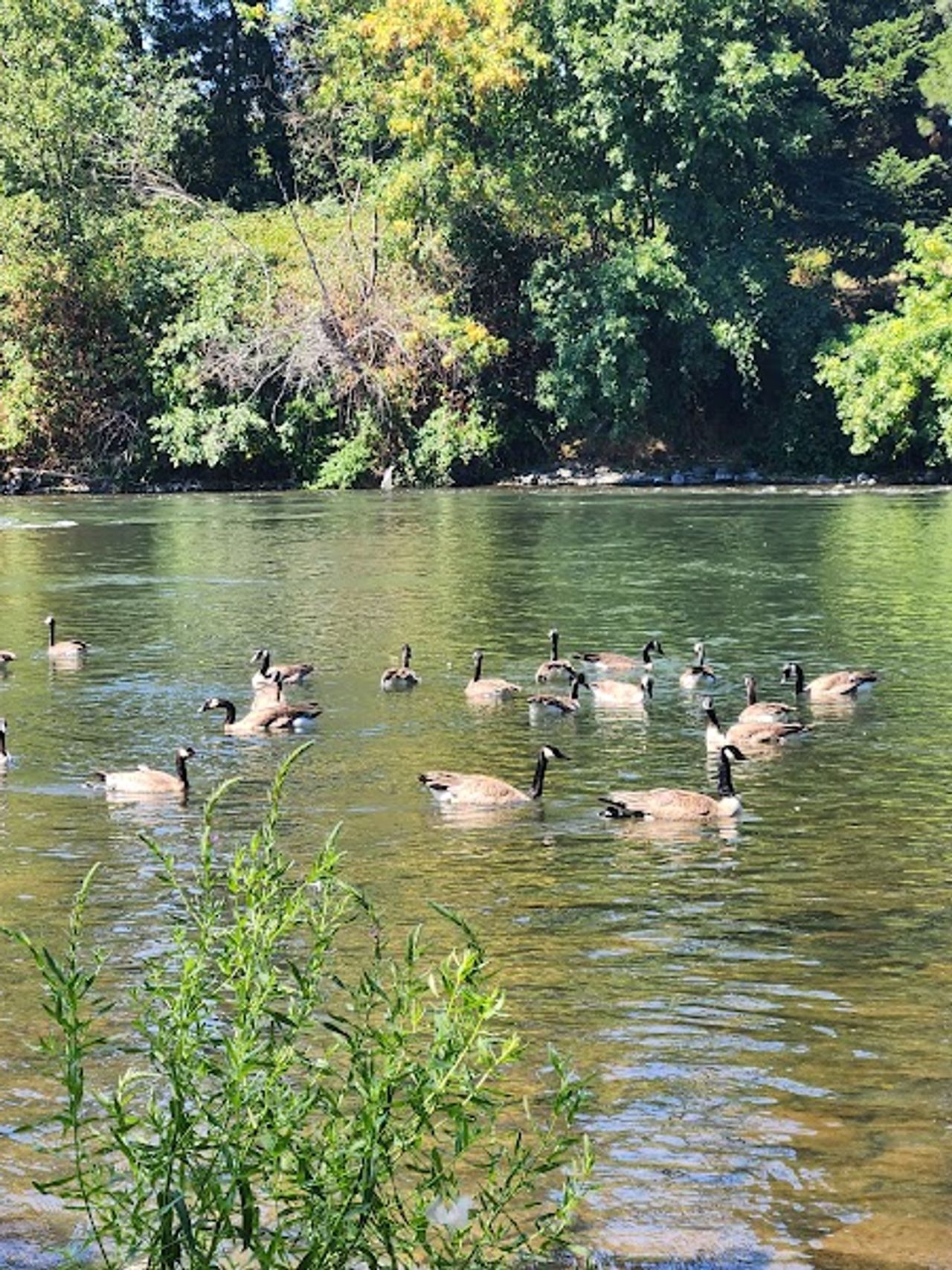 Photo of Rogue River Resort