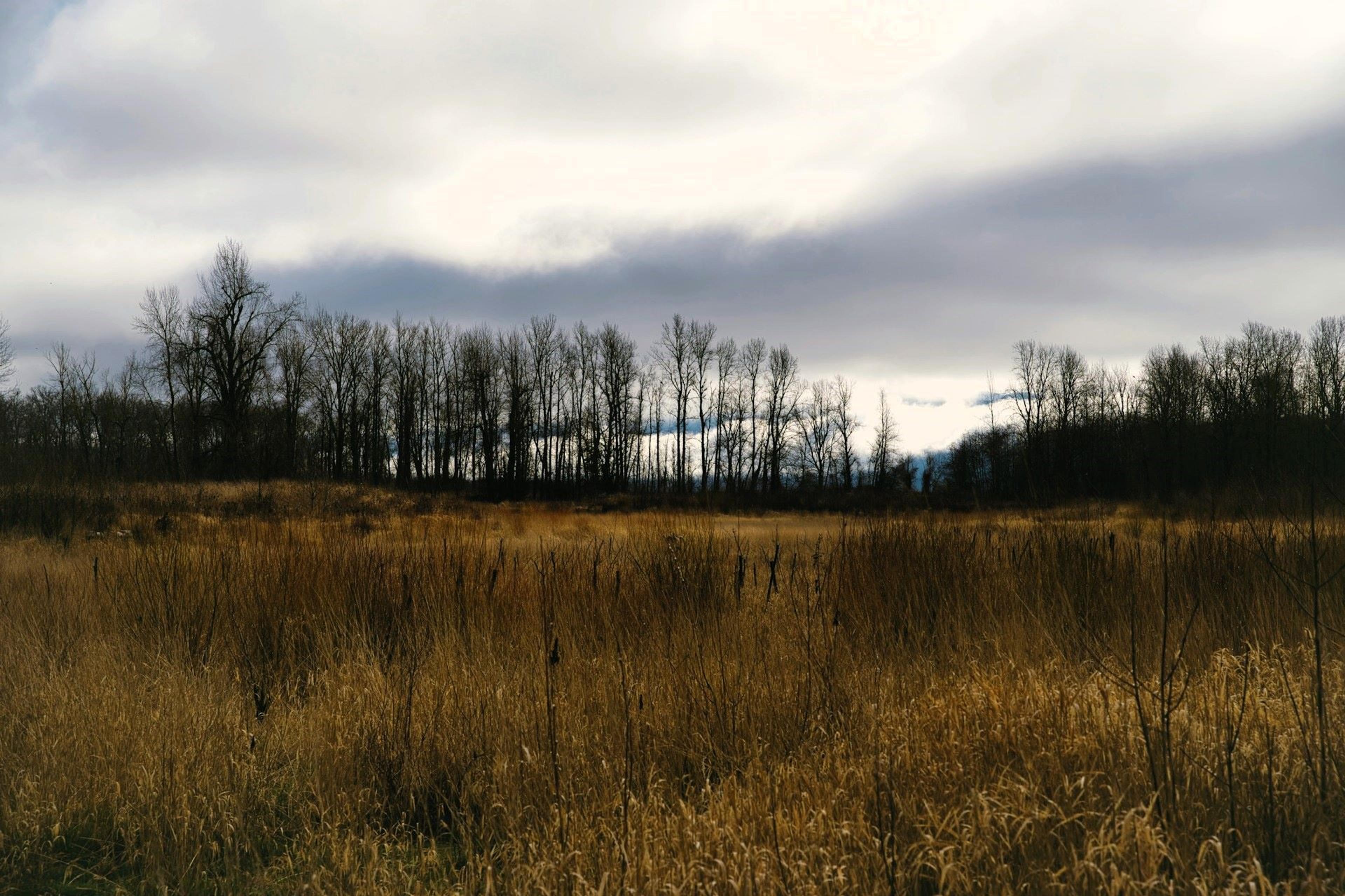 Warm tall grass with a line of trees backed by the morning fog in Troutdale, OR, USA