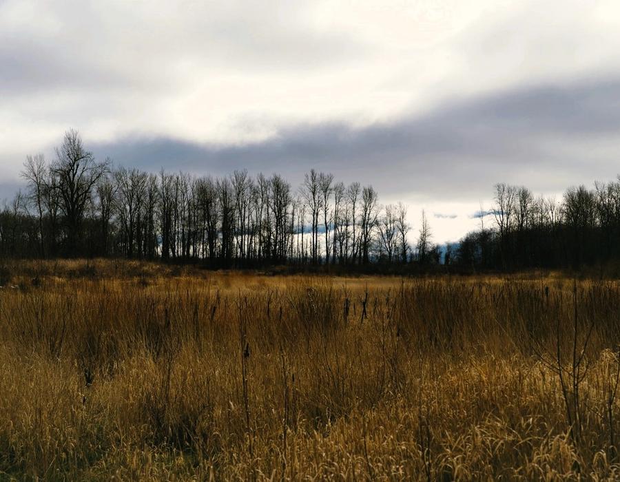 Warm tall grass with a line of trees backed by the morning fog in Troutdale, OR, USA