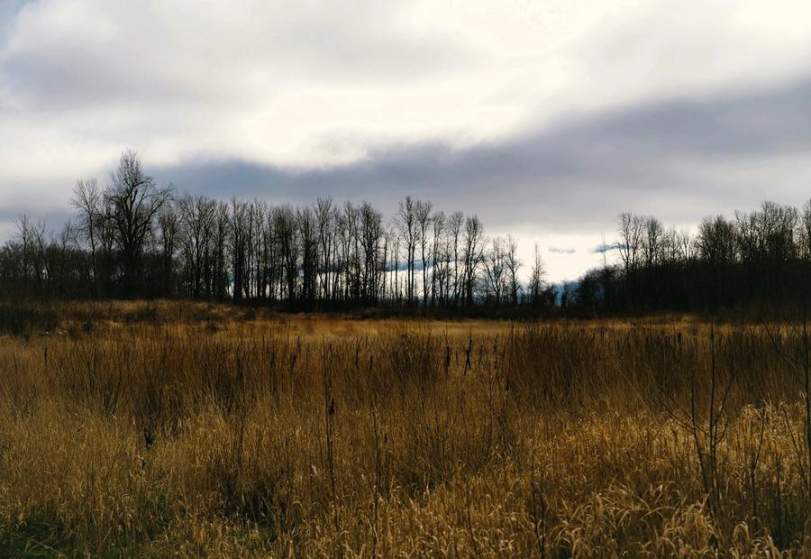 Warm tall grass with a line of trees backed by the morning fog in Troutdale, OR, USA