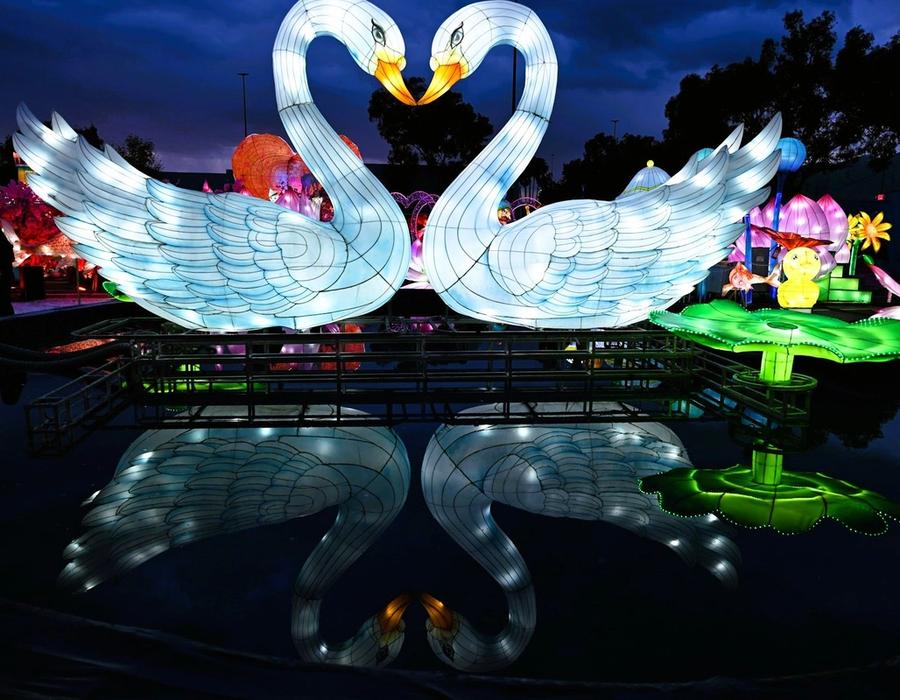 A couple of white swans in Imaginarium’s Lemuria located at the Great Mall, Milpitas, California