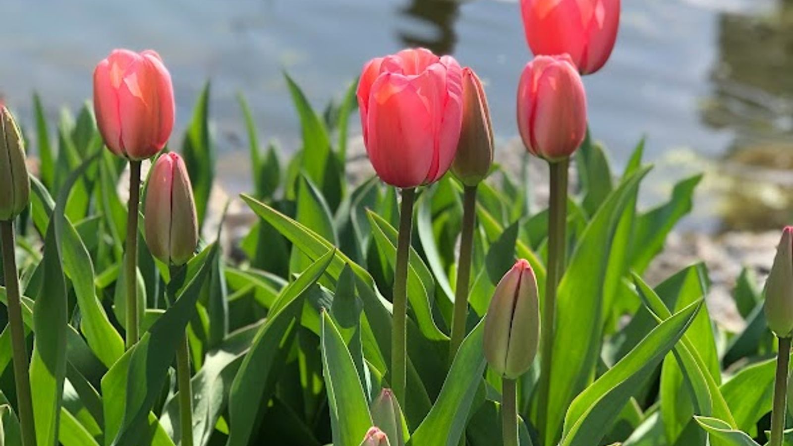 Photo of Auld Holland Inn