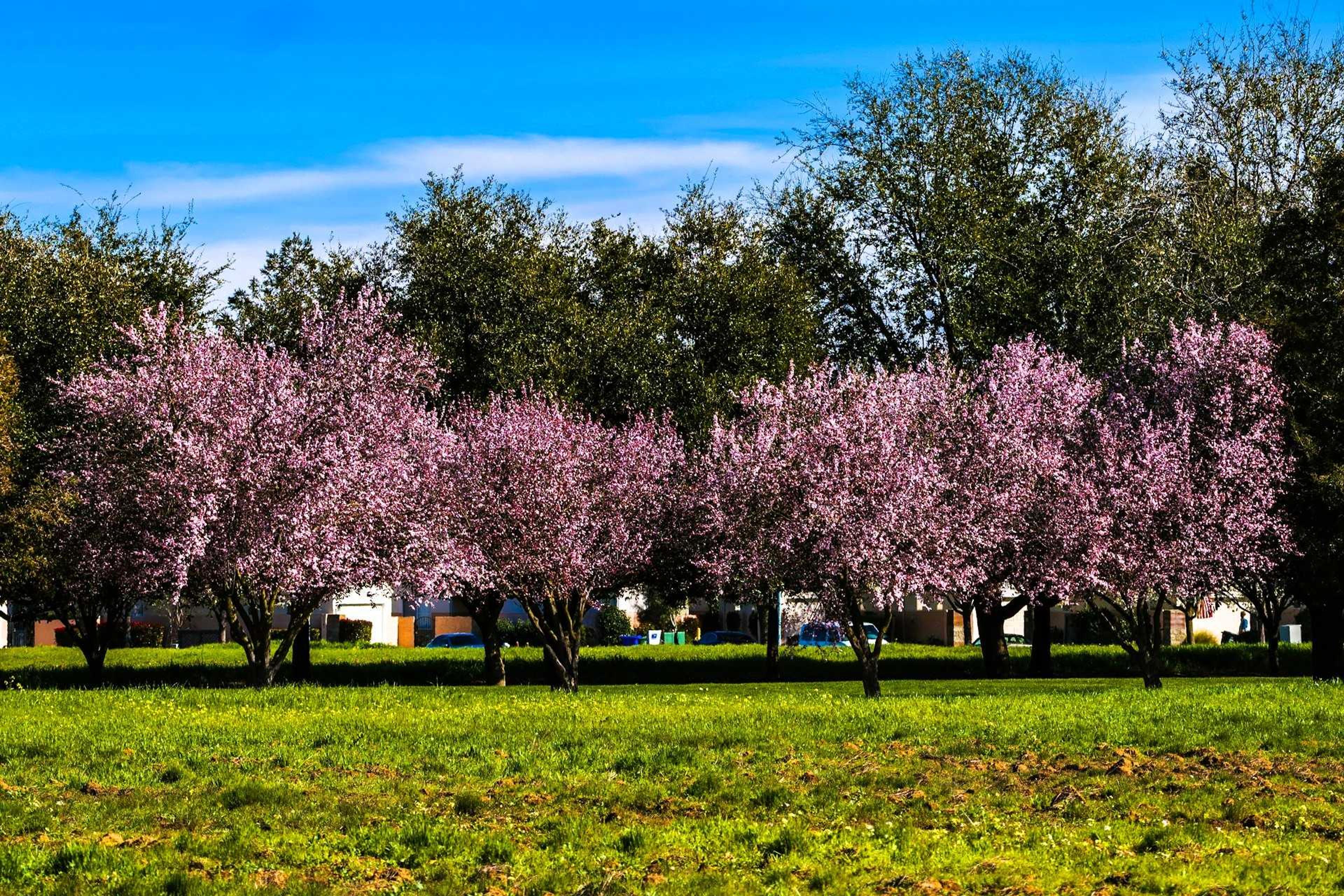 Spring in a Park in Elk Grove, CA, USA
