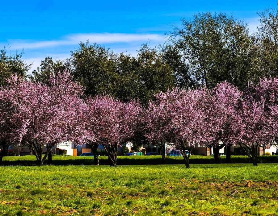 Spring in a Park in Elk Grove, CA, USA