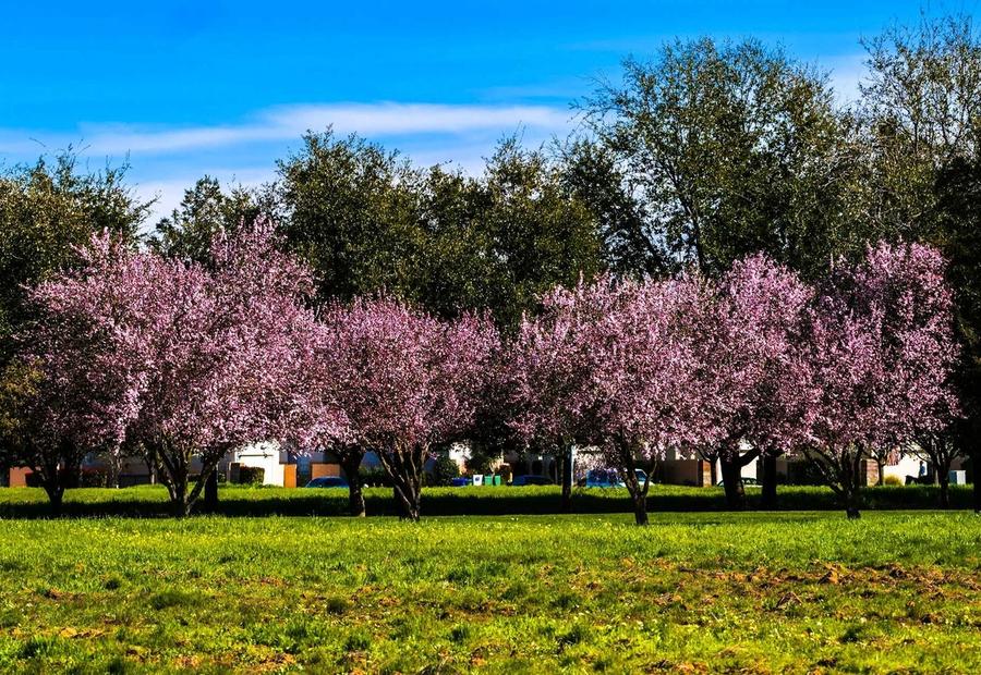Spring in a Park in Elk Grove, CA, USA