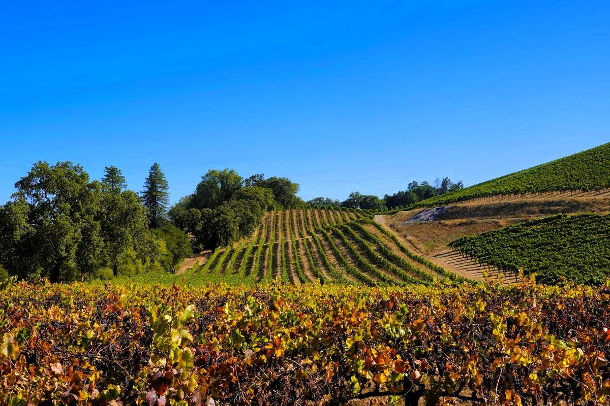 A field of vines with a hill in the background near Kenwood, California, USA
