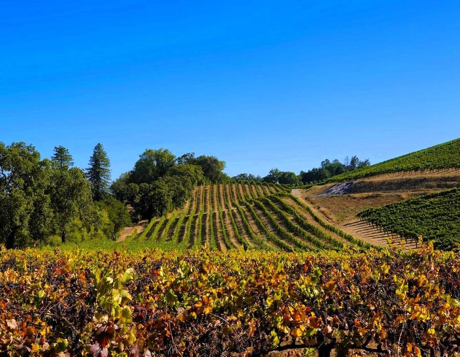 A field of vines with a hill in the background near Kenwood, California, USA
