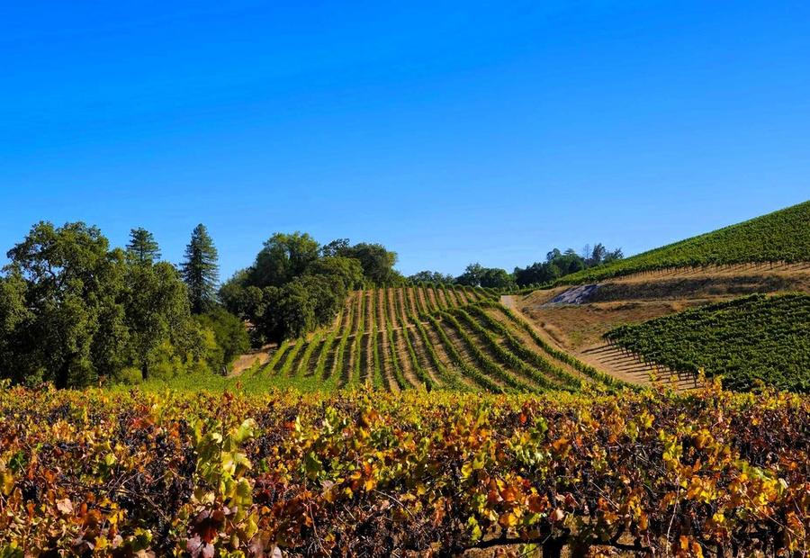 A field of vines with a hill in the background near Kenwood, California, USA