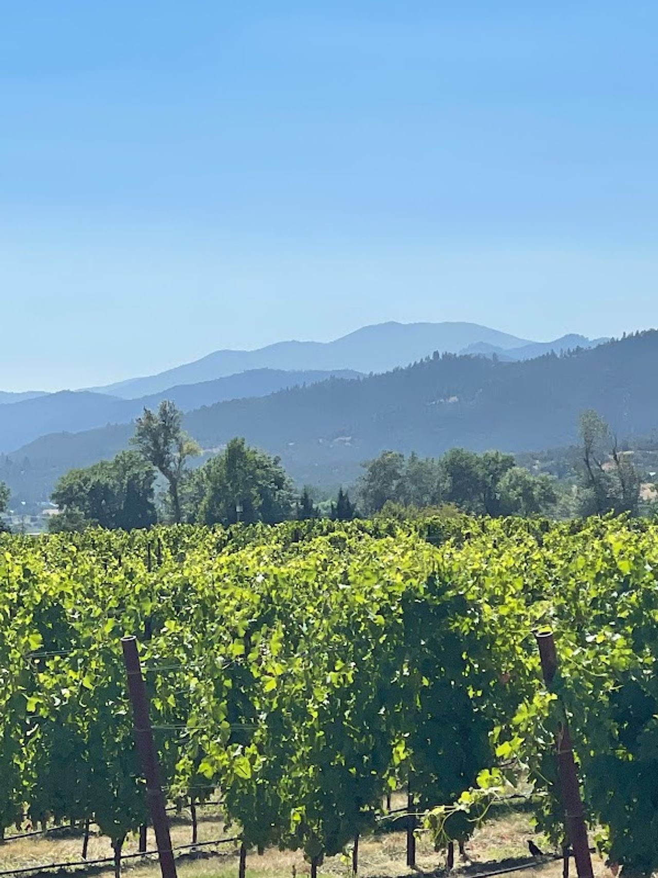 Photo of Rellik Winery