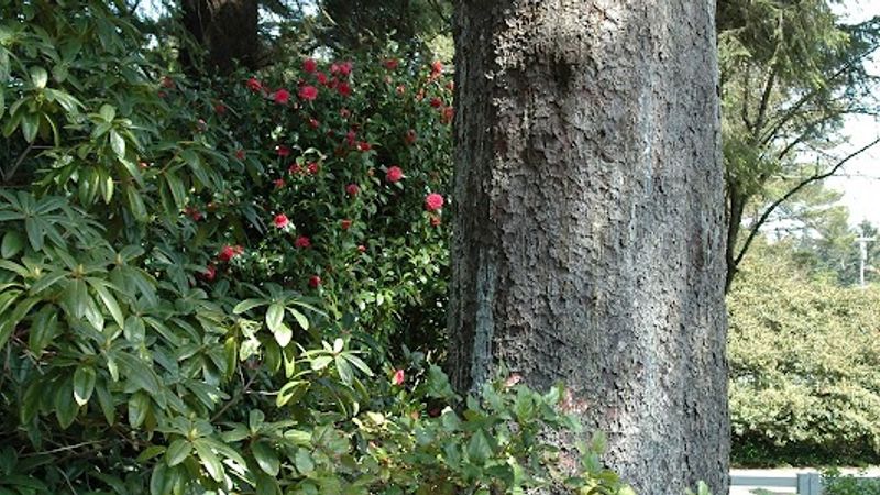 Photo of Park Motel and Cabins