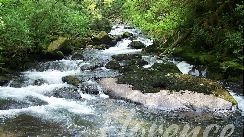 Photo of Super 8 Florence OR (Previously Old Town Inn)