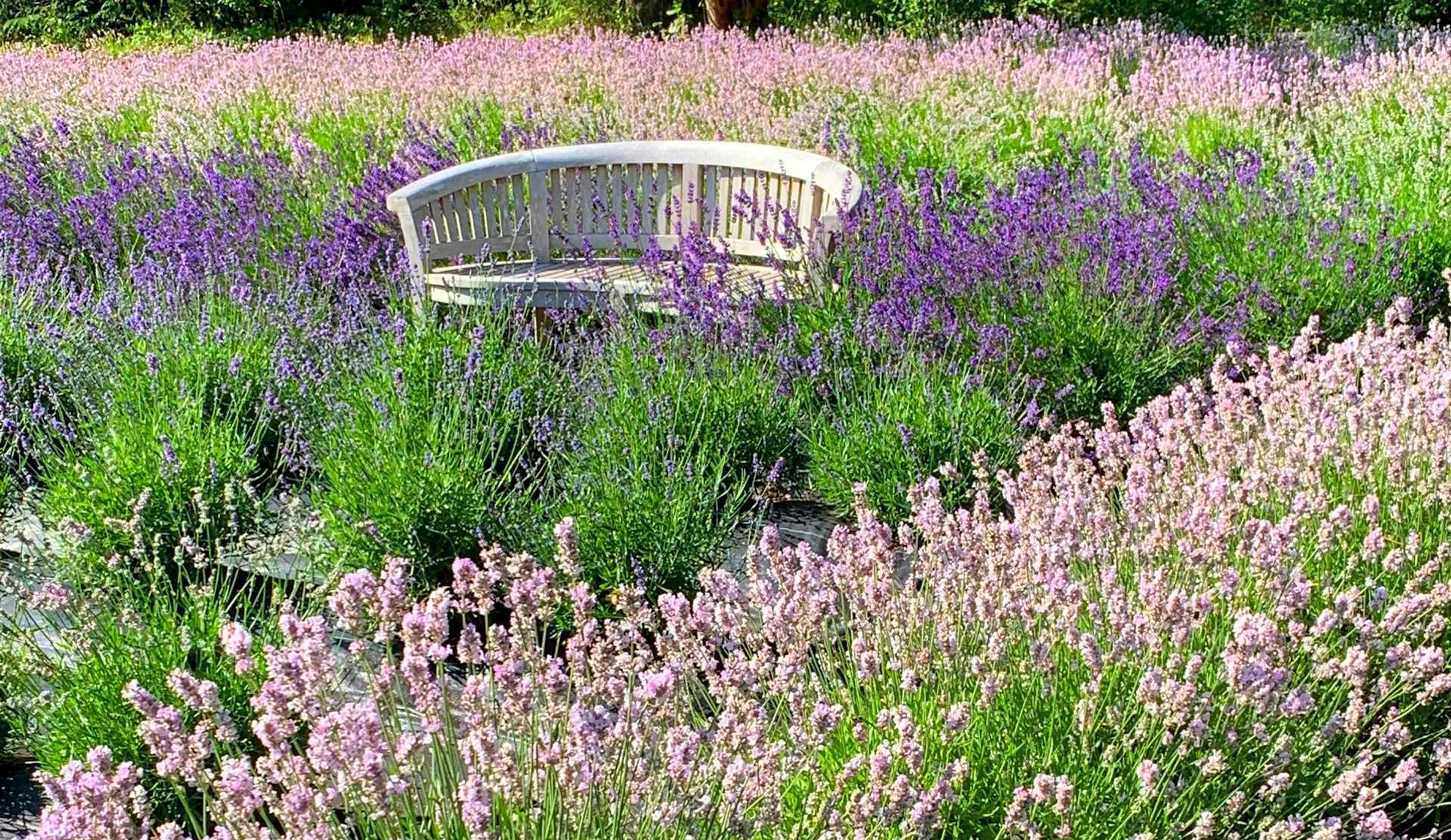 Lavender field with grey half-circle shaped wood bench in Sequim Bay, Washington, USA.