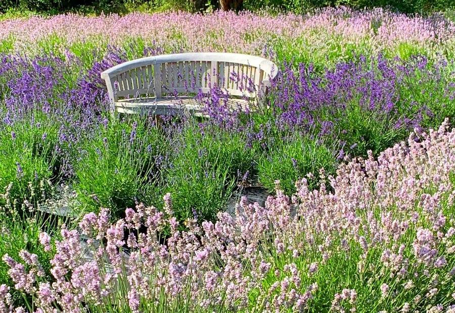 Lavender field with grey half-circle shaped wood bench in Sequim Bay, Washington, USA.