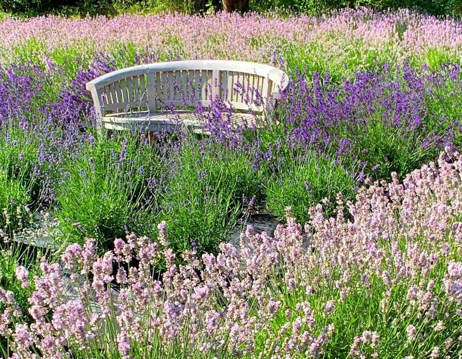 Lavender field with grey half-circle shaped wood bench in Sequim Bay, Washington, USA.