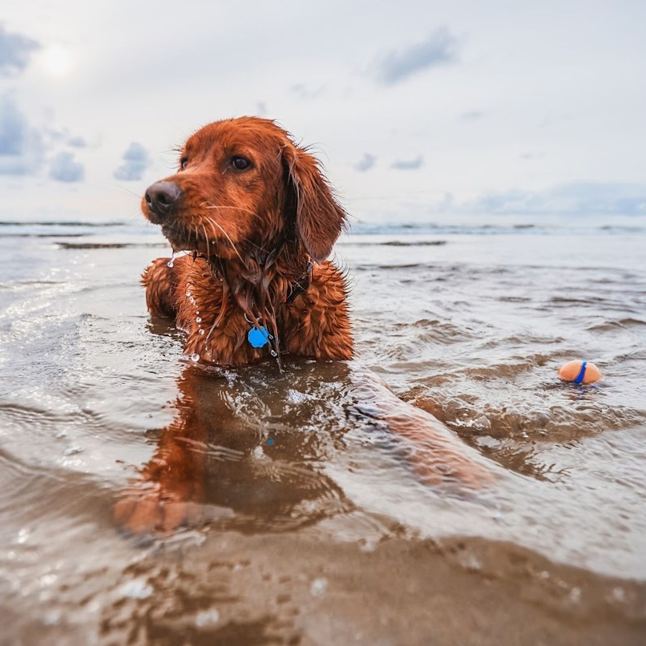Photo of Fireside Motel - Pet-friendly