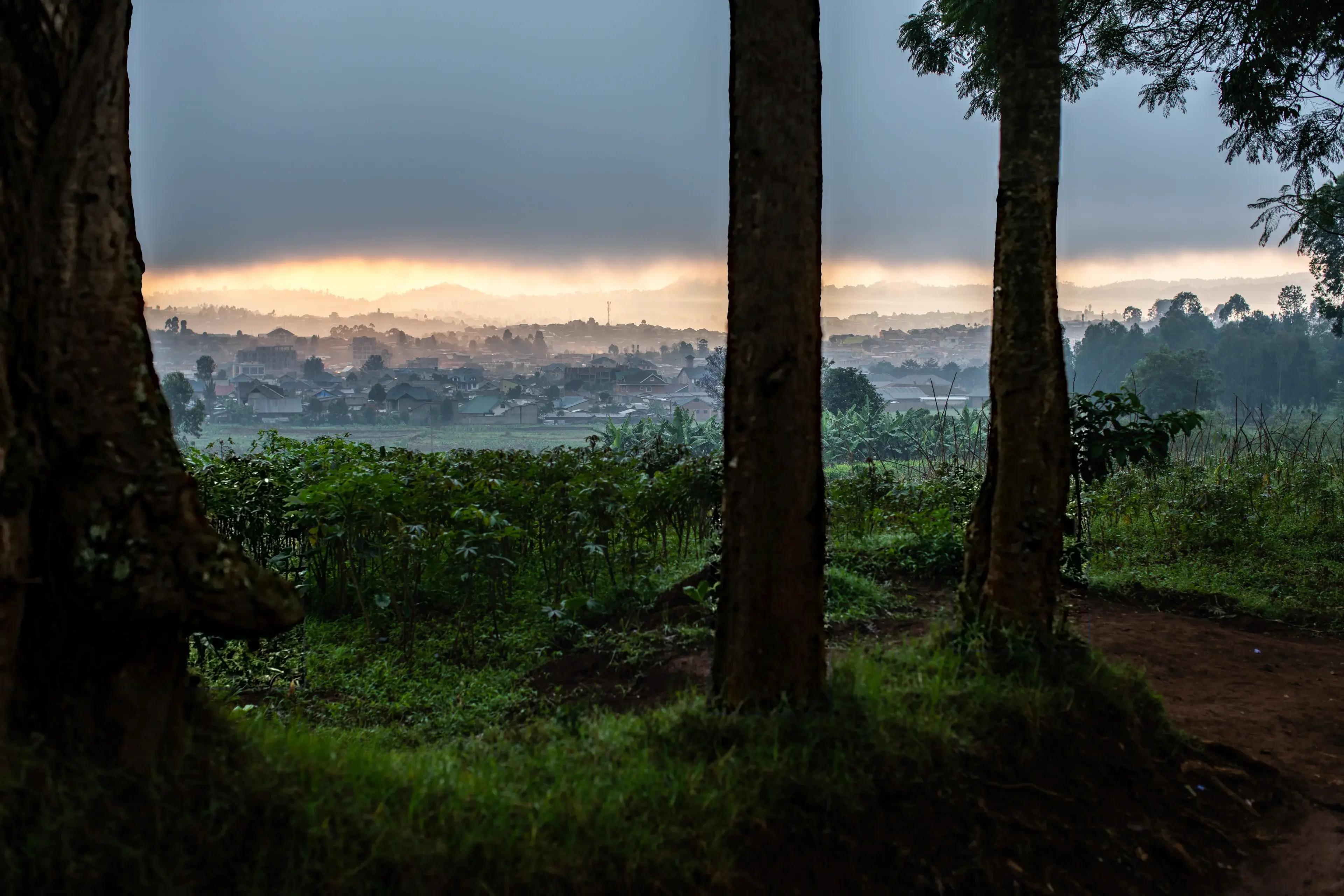 Looking out between dark tree trunks toward the town of Butembo at dawn or dusk. A field of leafy cassava and banana plants fills the foreground, and a red dirt path runs off to the right. Beyond the field, a dense spread of low buildings with metal roofs sits in a haze of mist or smoke. Heavy gray clouds cover the sky, with a narrow band of orange light glowing along the hills on the horizon.