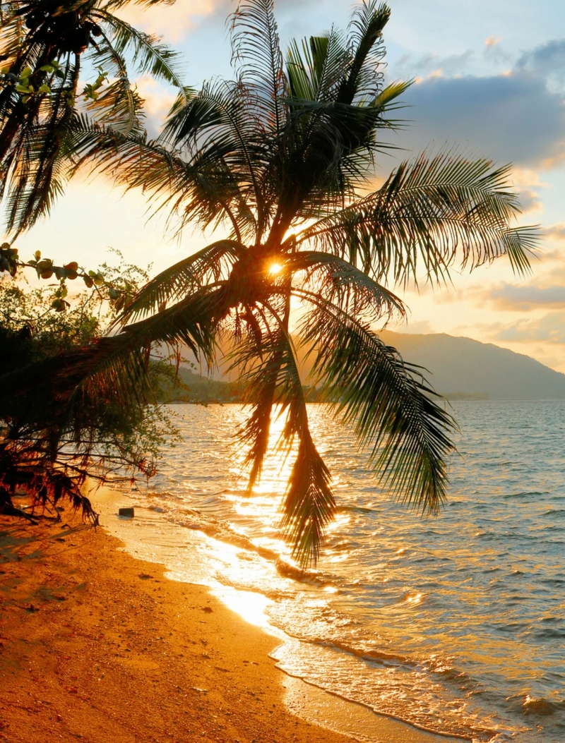A stunning sunset over a tropical beach, with golden light reflecting on the water and a palm tree silhouette in the foreground.