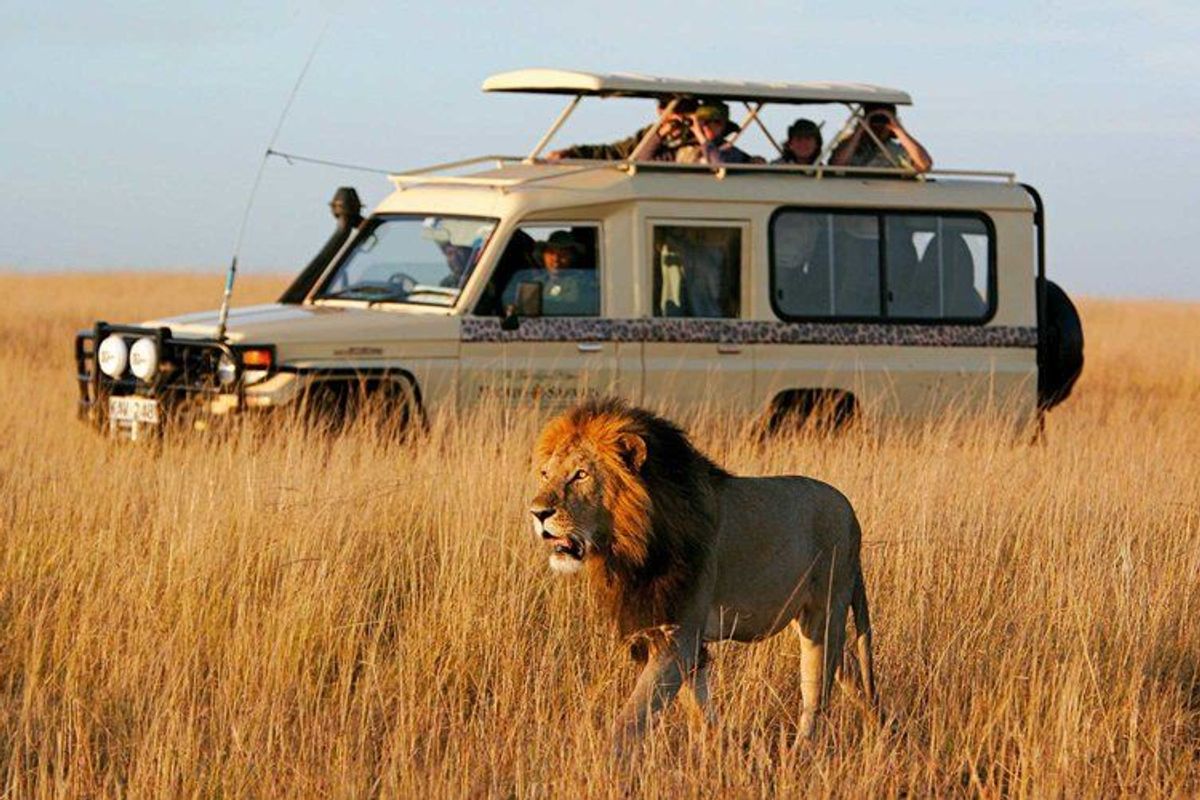 🦁 Kenya – Safari & Great Migration