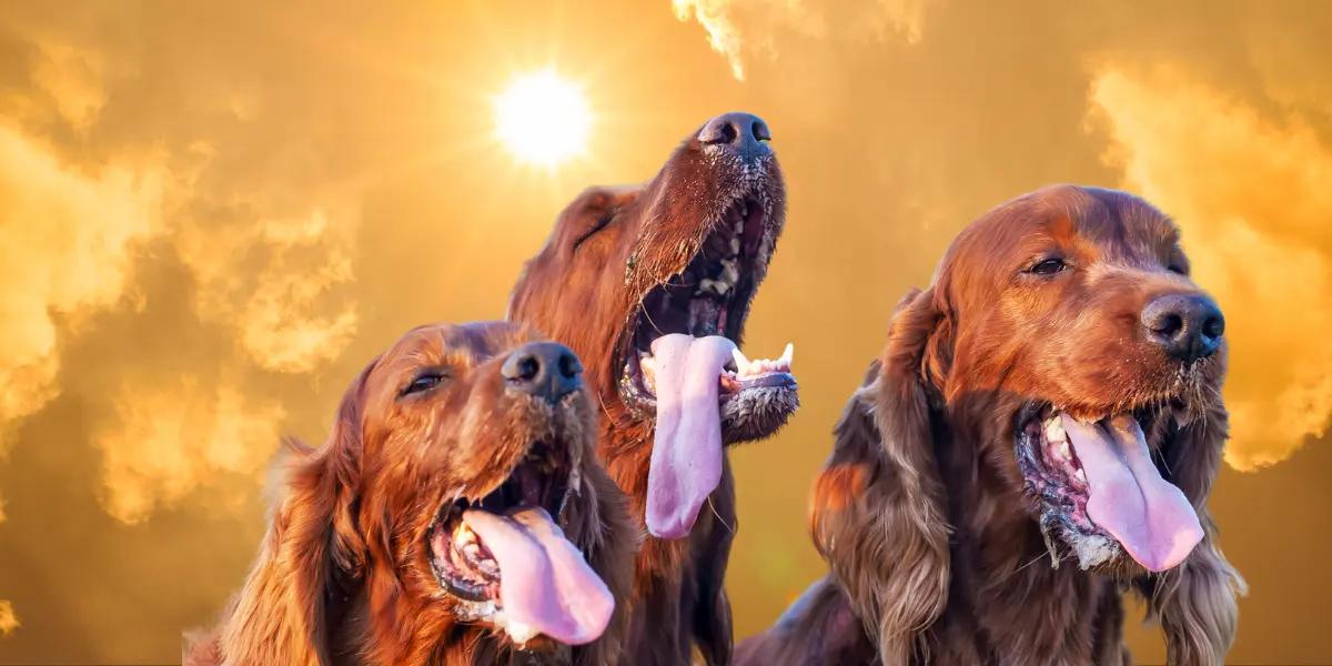 Dogs panting in the hot summer sun, highlighting the need for a well-prepared HVAC system.