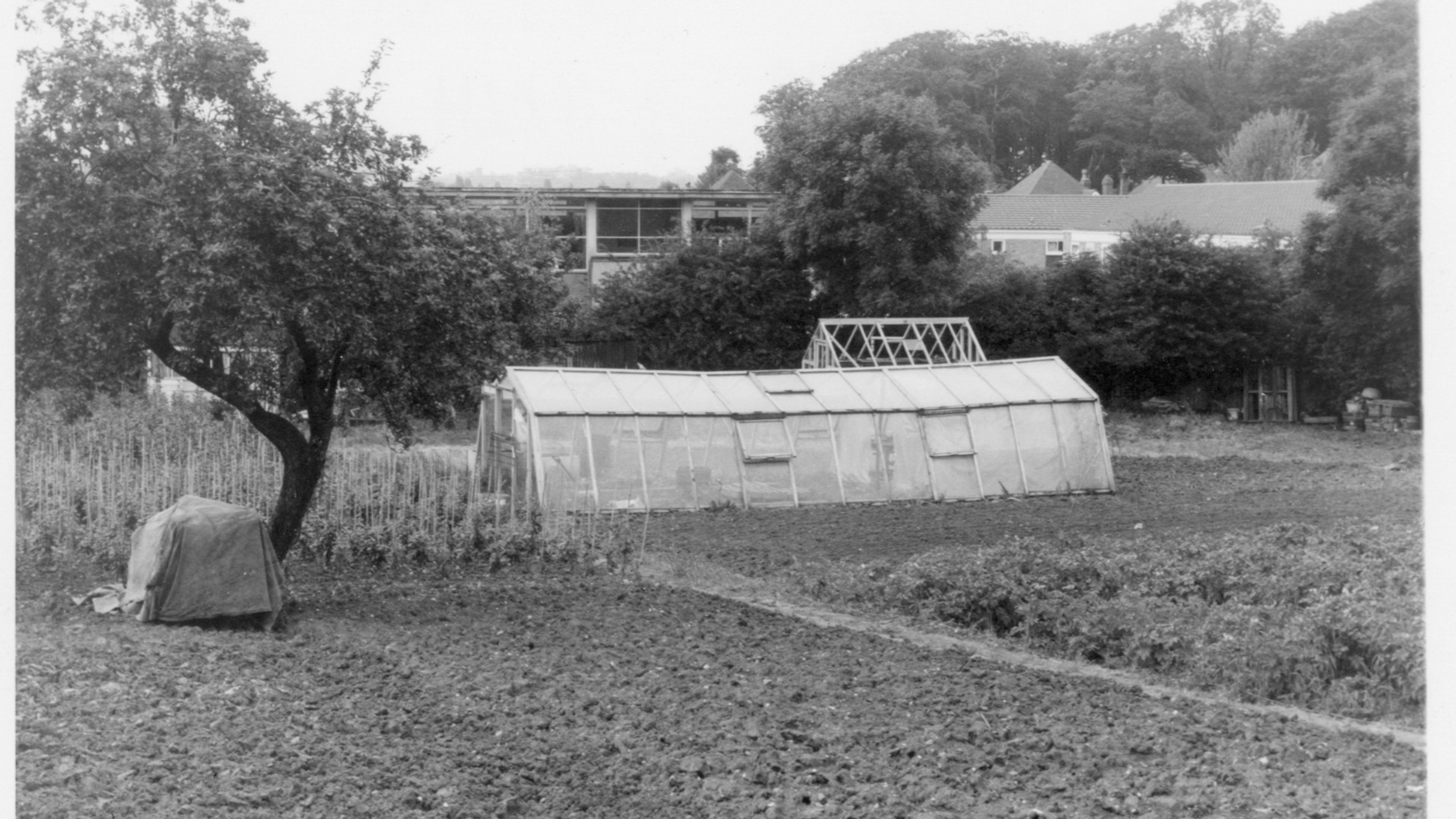 Dads Lane Allotments