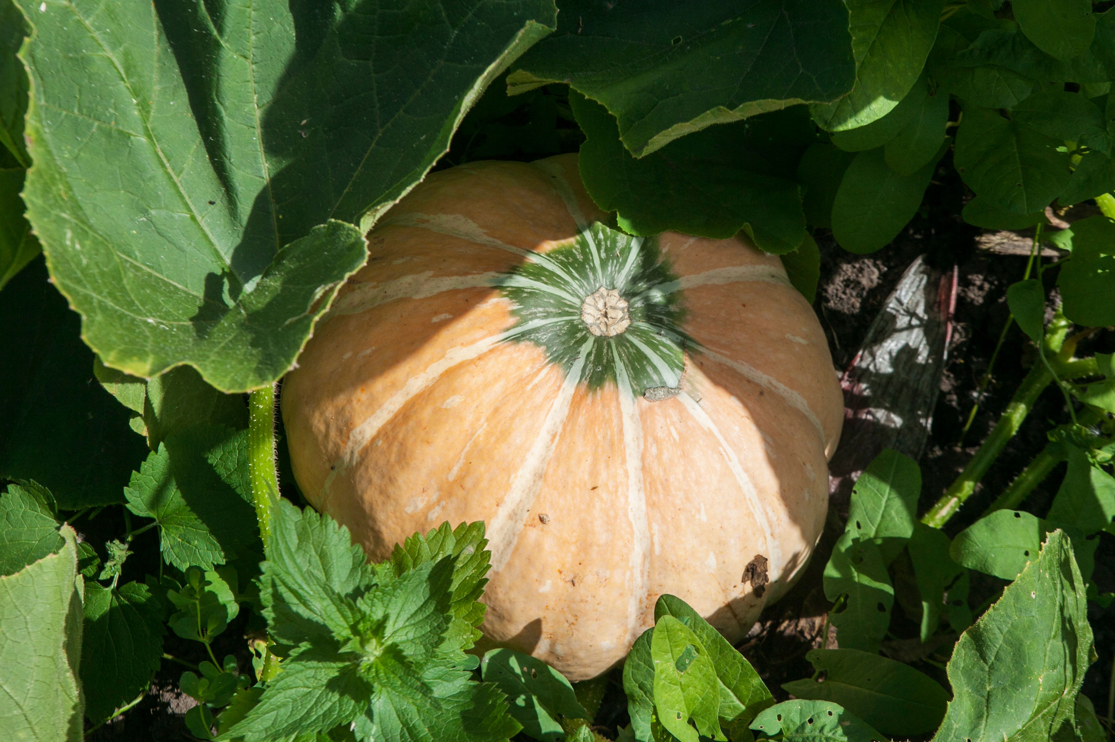 Dorothy, Ronaldo and George
